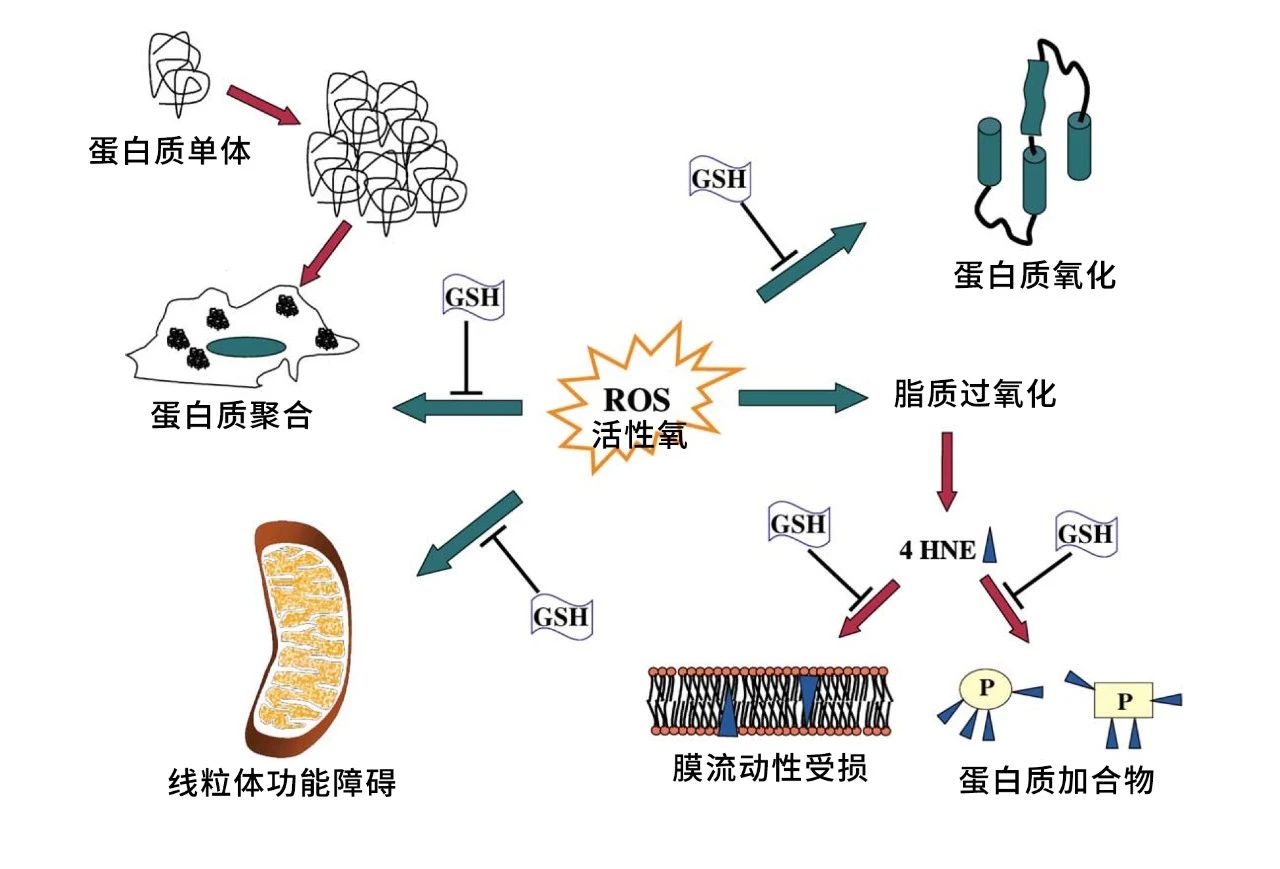 鼎博·(中国游)有限公司官网